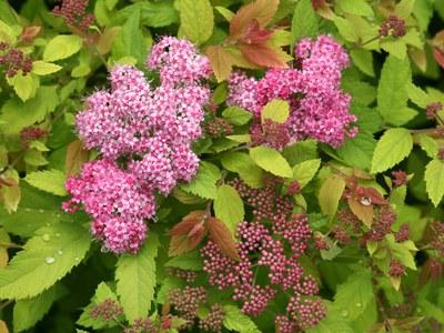 日本spirea