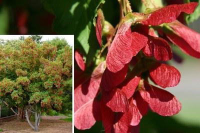 Tatarian maple red seed pods with an inset photo of the full tatarian maple tree