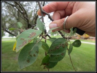 Hand holding up an apple tree branch with leaves showing brown scabs