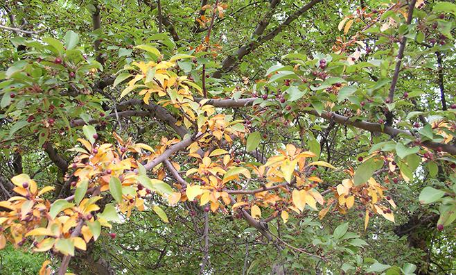 海棠树枝, some with green leaves and one branch with yellow leaves caused by black rot canker 