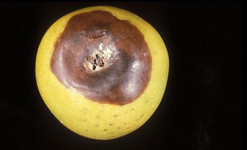 Apple with brown, rotten area around the stem surrounded by healthier yellow skin