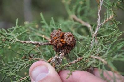 A juniper tree branch showing the brown, fruiting bodies of 雪松苹果锈病 on stems