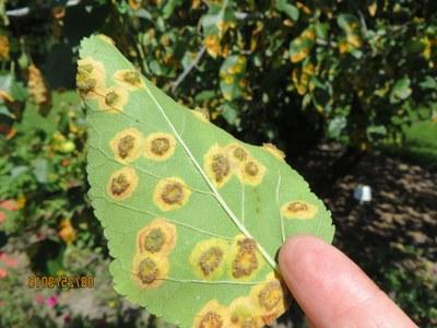 Underside of an apple leaf showing the raised, spore-producing structures of 雪松苹果锈病