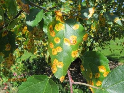 Apple tree leaf with smooth yellow to orange lesions of 雪松苹果锈病