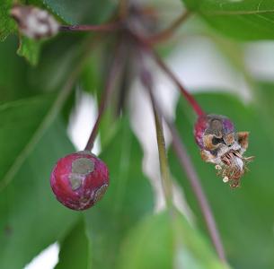 Close up of scabbed and shriveled crabapple fruits on tree branch