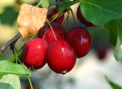 Red crabapples on a tree branch