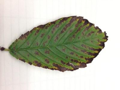 Elm tree leaf with brown and crisp edges caused by leaf scorch