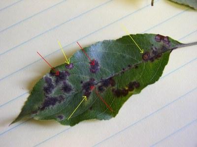 One leaf displaying the darker, purple spots of frogeye leaf spot next to lighter apple scab spots