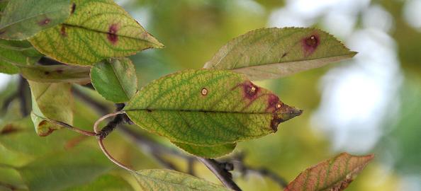 Close of up leaves on a branch showing purple-brown spots of frogeye leaf spot