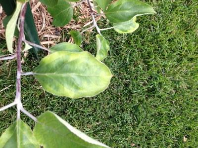 Leaf showing irregular yellow blotches on leaf margins of honecrisp leaf mottling