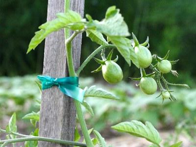 Tomato vine attached to a garden stake for support 