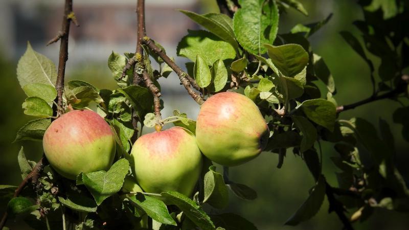 apple tree with fruit