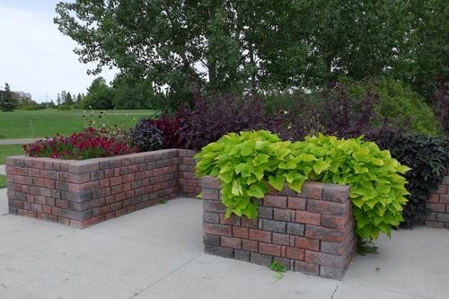 Accessible garden beds at the NDSU Horticulture 研究 & 示范花园.