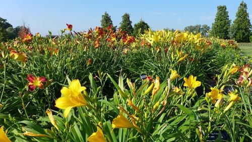 Flowers in the Daylily Display Gardens at the NDSU Horticulture Research & Demonstration Gardens