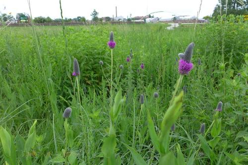 Plants in the 草地花园 at the NDSU Horticulture 研究 & 示范花园