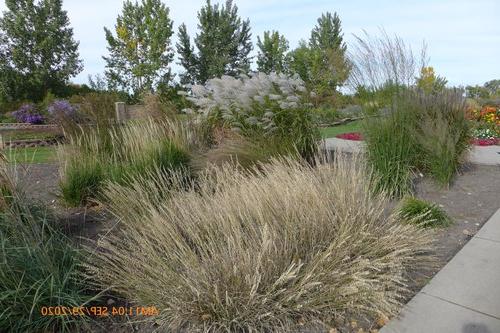 Ornamental grasses planted in a perennial bed at the NDSU Horticulture Research & Demonstration Gardens