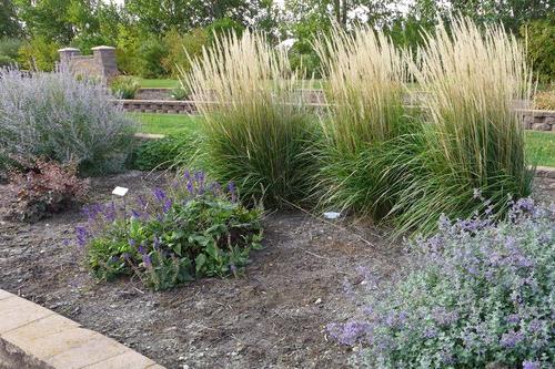 Perennials that have been named ‘Perennial Plant of the Year’  in a bed at the NDSU Horticulture Research & Demonstration Gardens