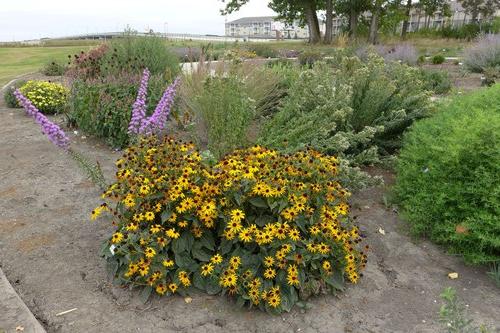 Plants that attract pollinators in a bed at the NDSU Horticulture 研究 & 示范花园