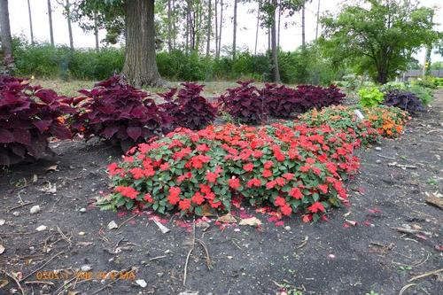 Plants in the 阴影区域 at the NDSU Horticulture 研究 & 示范花园