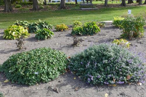 Plants from an area that receives both sun and shade at the NDSU Horticulture Research & Demonstration Gardens