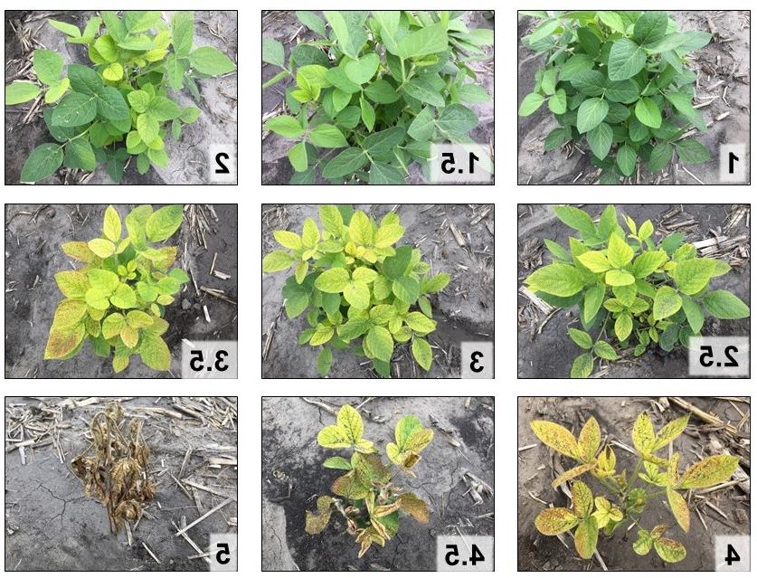 9张不同的大豆植物照片显示了每种植物缺铁黄化的严重程度，从1(几乎没有证据表明叶子变黄)到5(所有叶子都变黄和枯萎)。