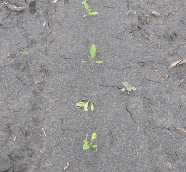 four small sugarbeet seedlings in gray-black soil.