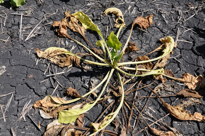 Withering sugarbeet plant with several dry, brown leaves and stems.