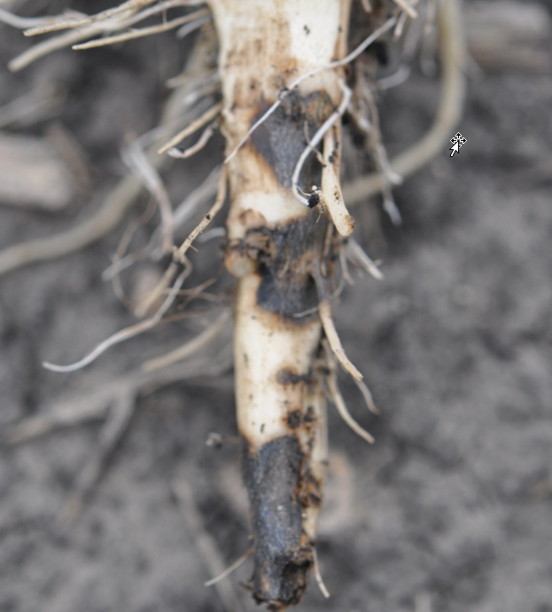 The bottom of a mostly off-white sugarbeet root with three large black patches.