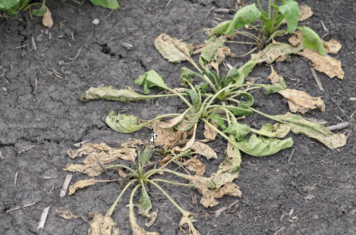 Wilted sugarbeet plants with several leaves turning brown and laying flat against the ground.