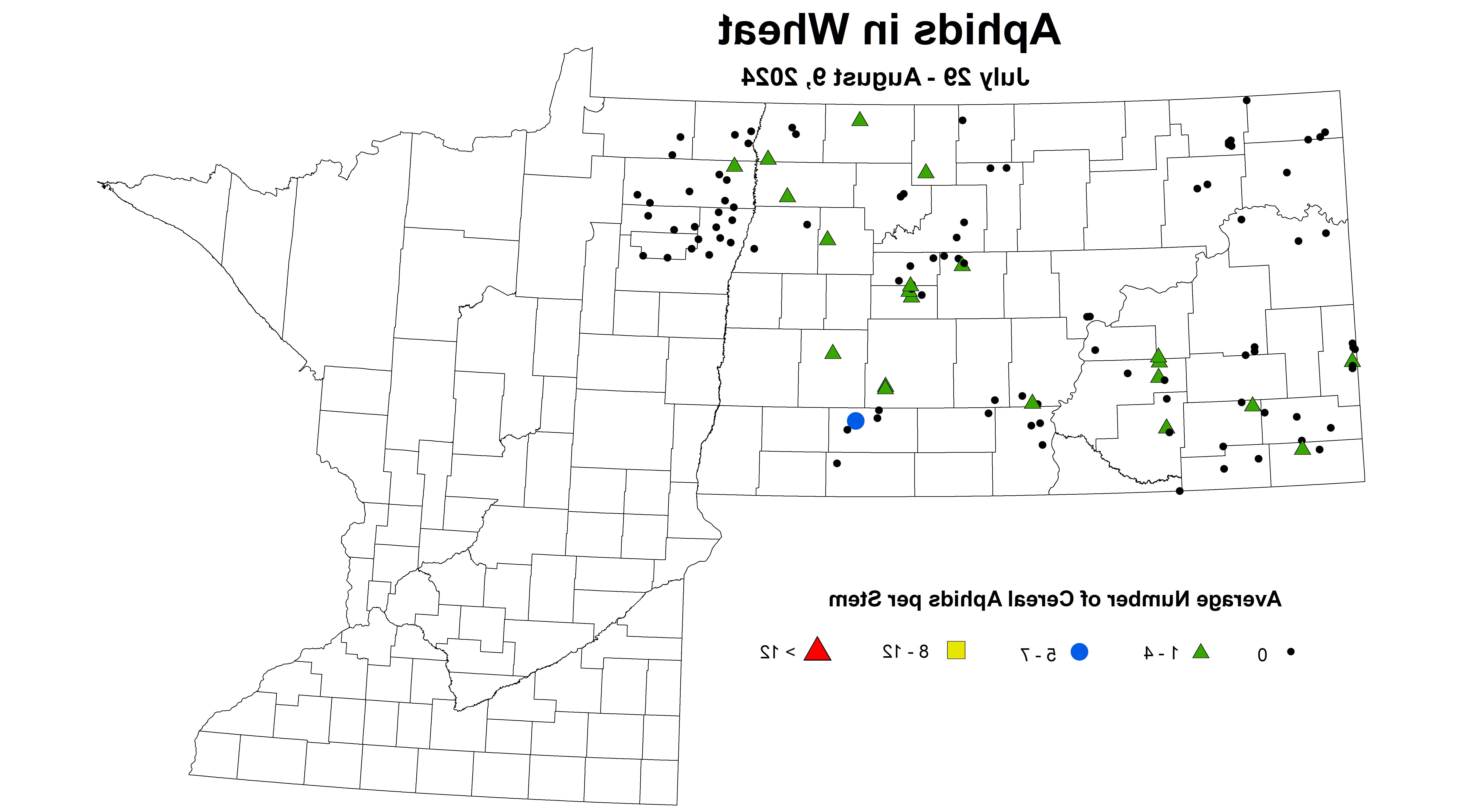 小麦蚜虫2024年7月29日- 8月9日