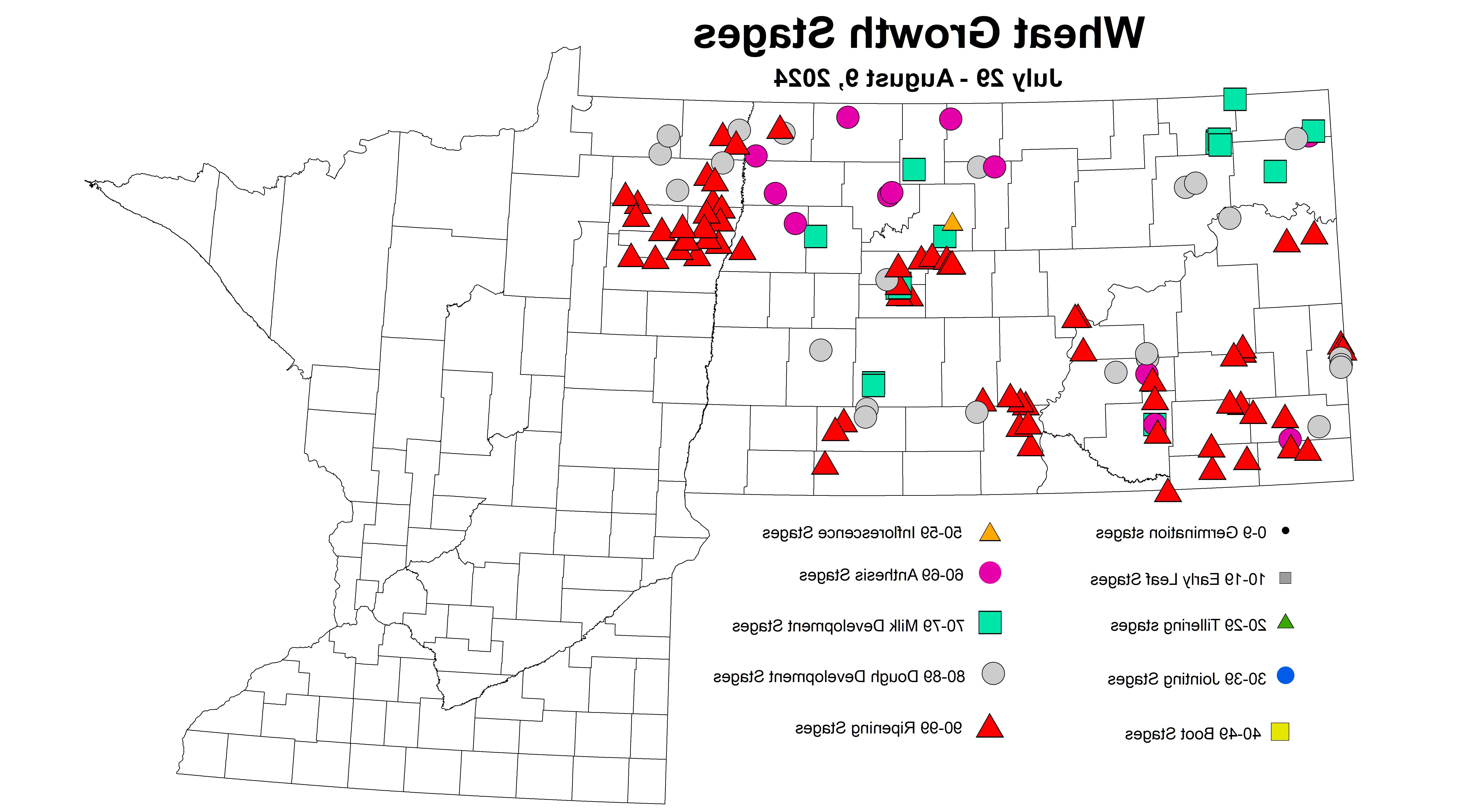小麦生长阶段2024年7月29日至8月9日