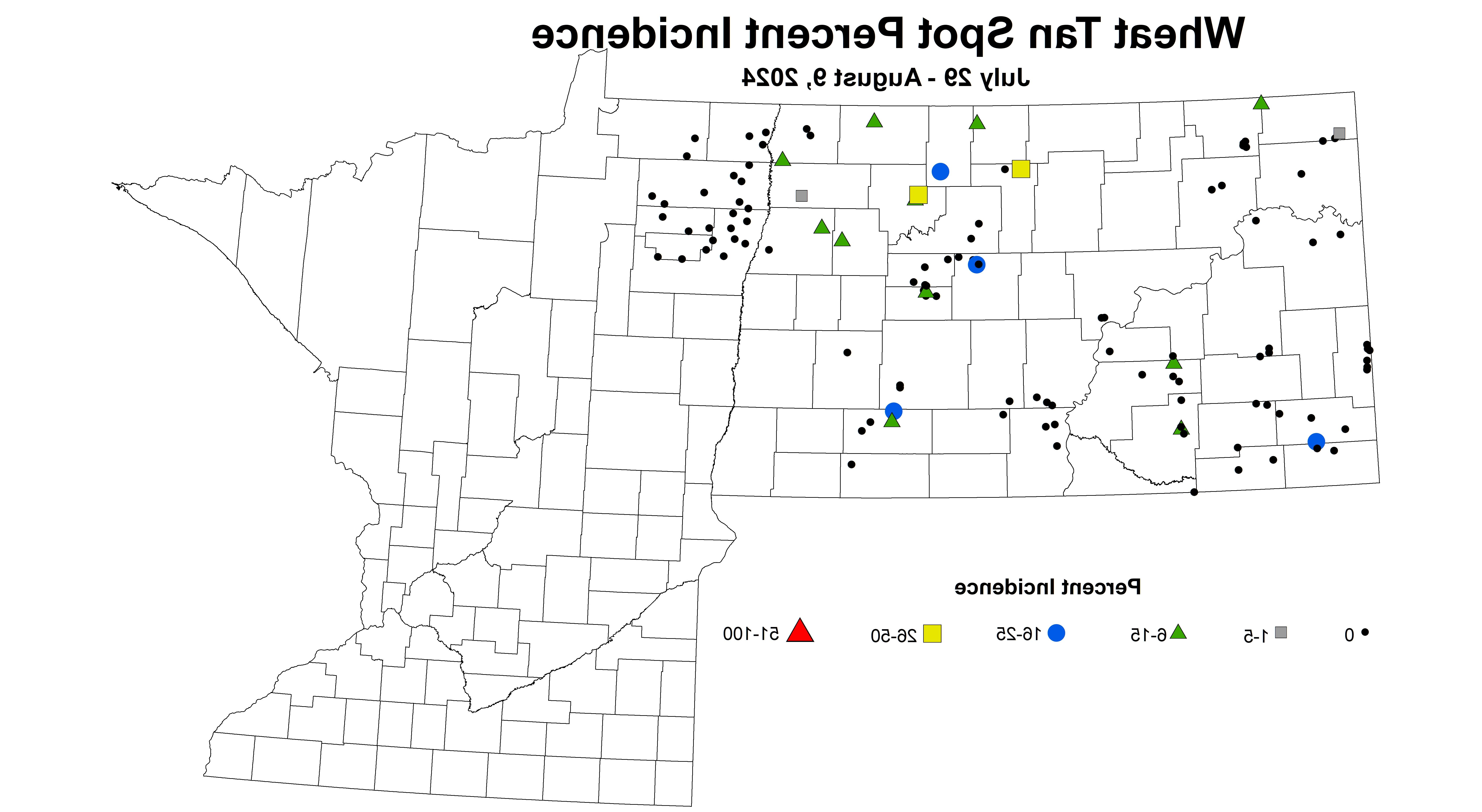 小麦棕斑发病2024年7月29日- 8月9日