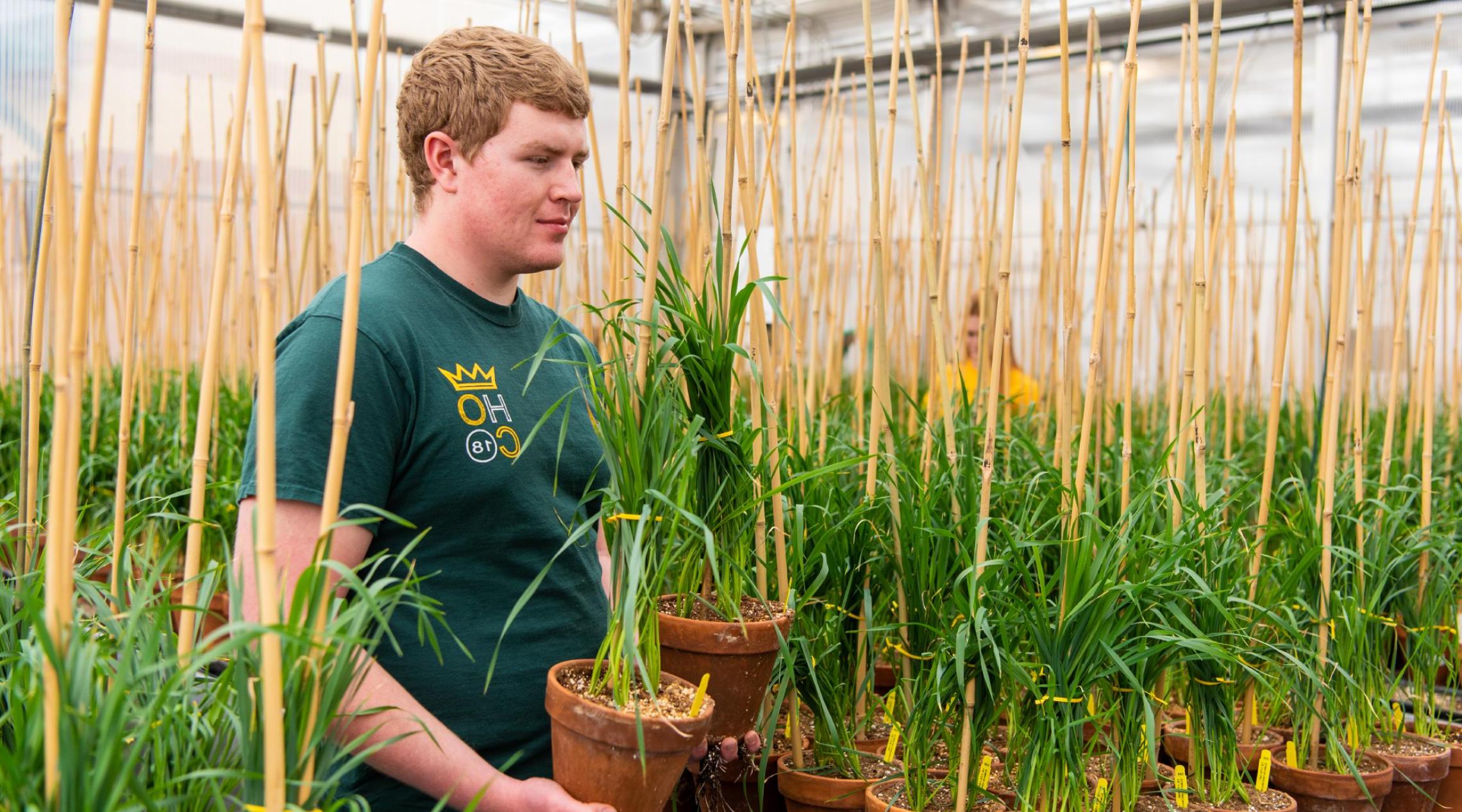 male in greenhouse carrying potted grass