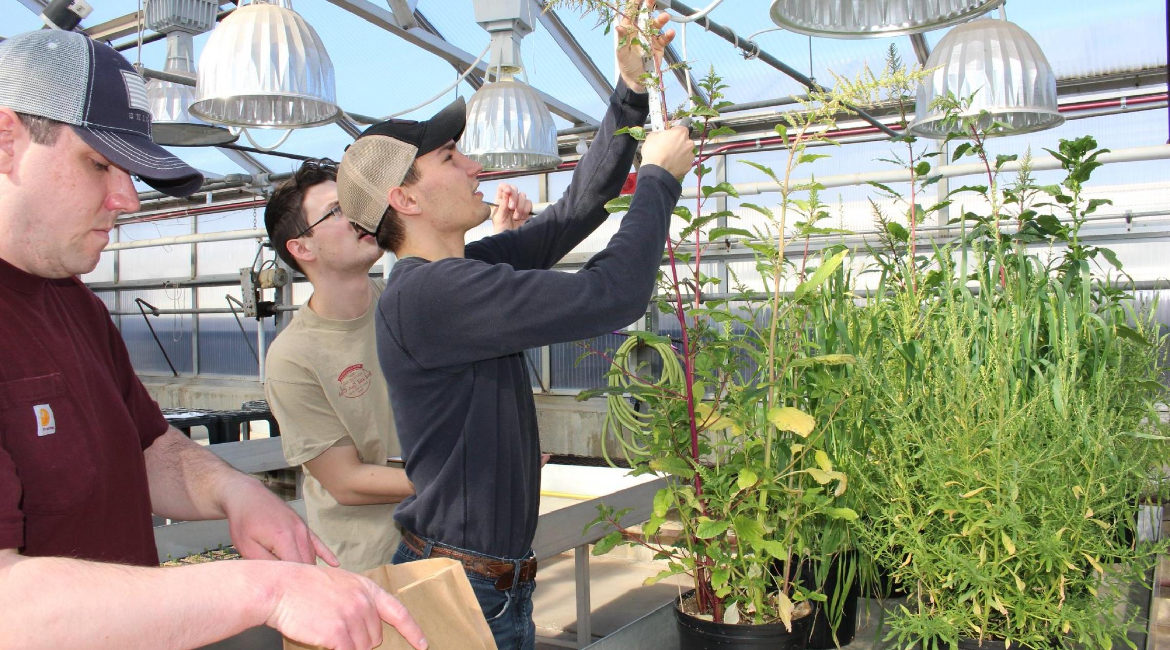 学生们在温室里收割植物