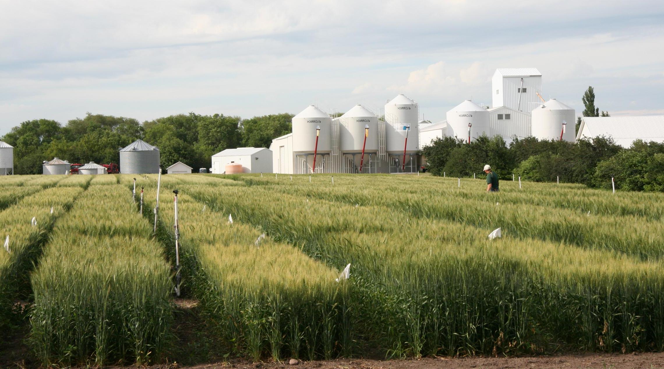 field test plots for wheat