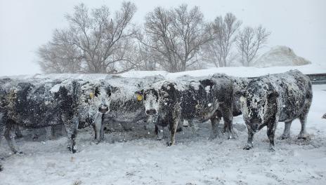 Snow covered cattle 