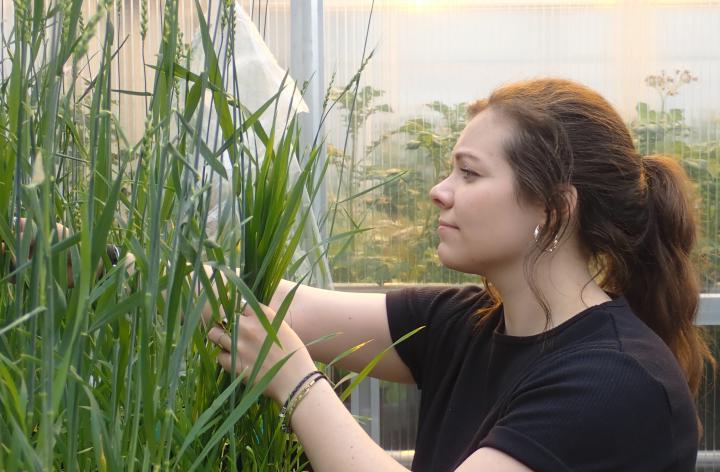 woman examining plants in a greenhouse