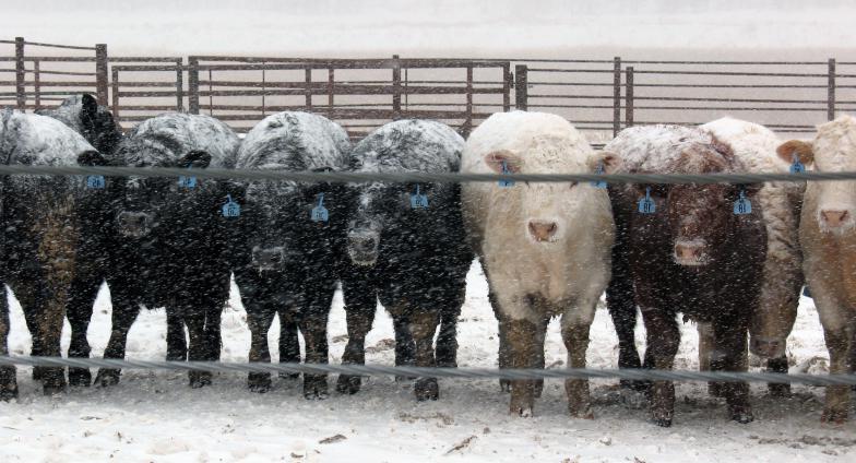 奶牛在大雪中排成一排