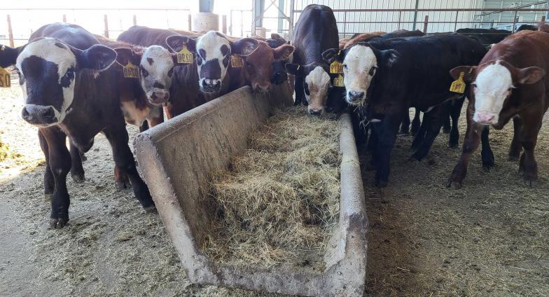 calves feeding in barn