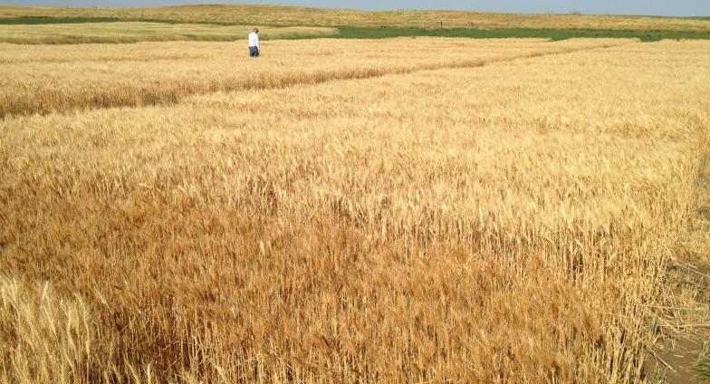 Man walking through wheat