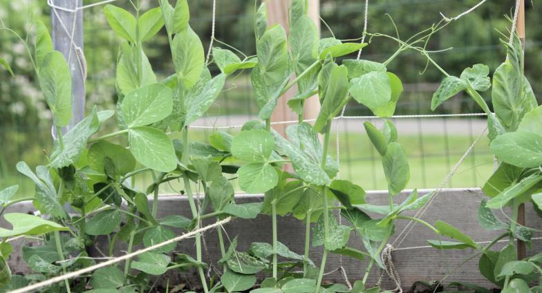 Pea plants climbing up a trellis