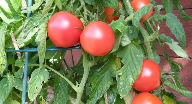 Ripe tomatoes on the vine in a tomato cage 