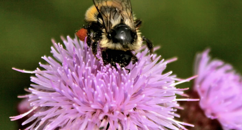 Pollen completely covers the leg of one of nature’s most ambitious pollinators, a bee. 