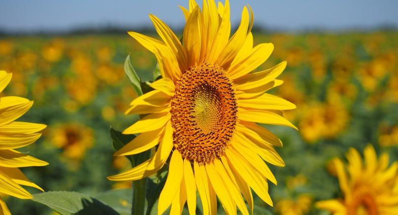 close up of a sunflower in a field of sunflowers