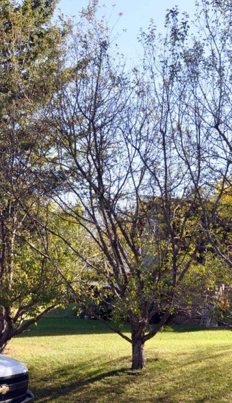 Crabapple tree with thinning crown due to premature defoliation