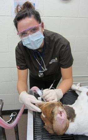 vet student doing dental work on a dog